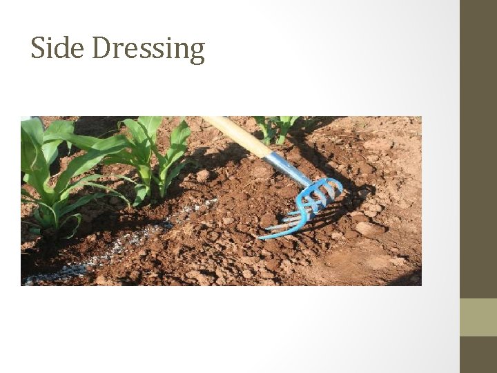 Side Dressing 
