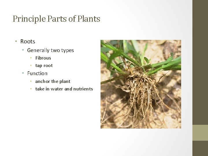 Principle Parts of Plants • Roots • Generally two types • Fibrous • tap