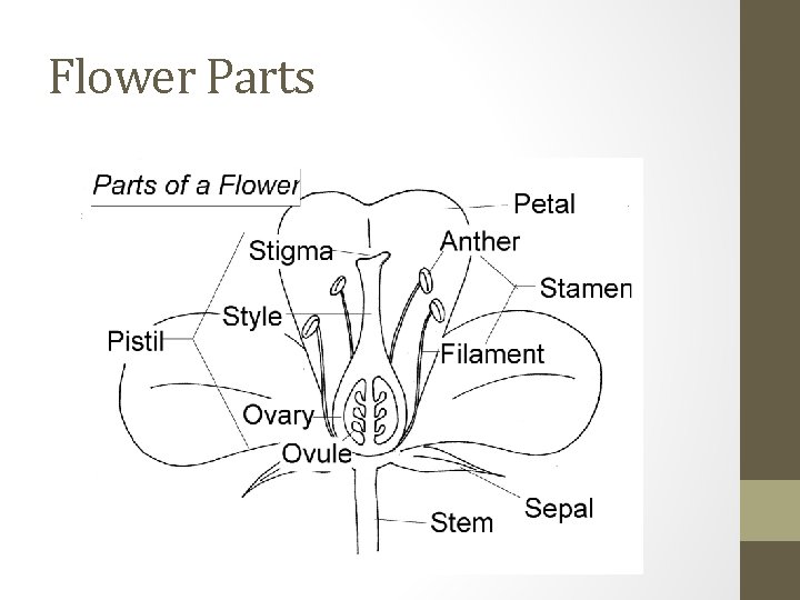 Flower Parts 