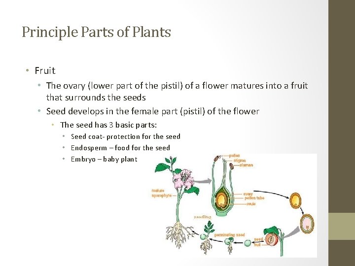 Principle Parts of Plants • Fruit • The ovary (lower part of the pistil)