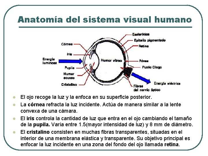 Anatomía del sistema visual humano l l El ojo recoge la luz y la Anatomía del sistema visual humano l l El ojo recoge la luz y la