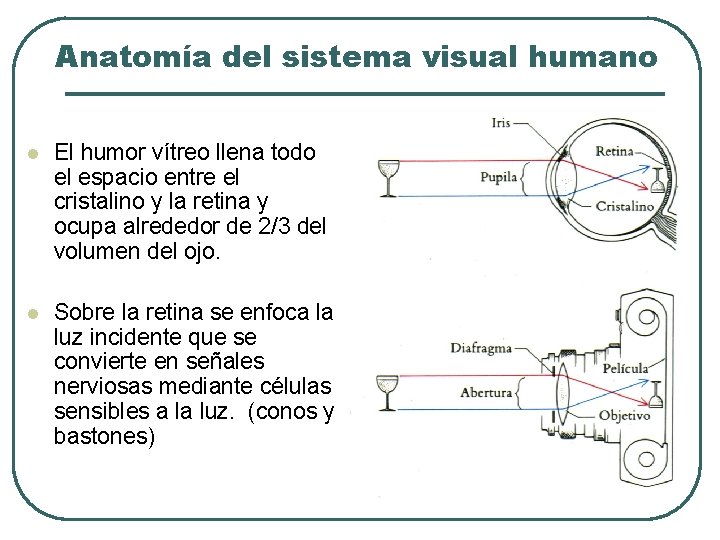 Anatomía del sistema visual humano l El humor vítreo llena todo el espacio entre Anatomía del sistema visual humano l El humor vítreo llena todo el espacio entre
