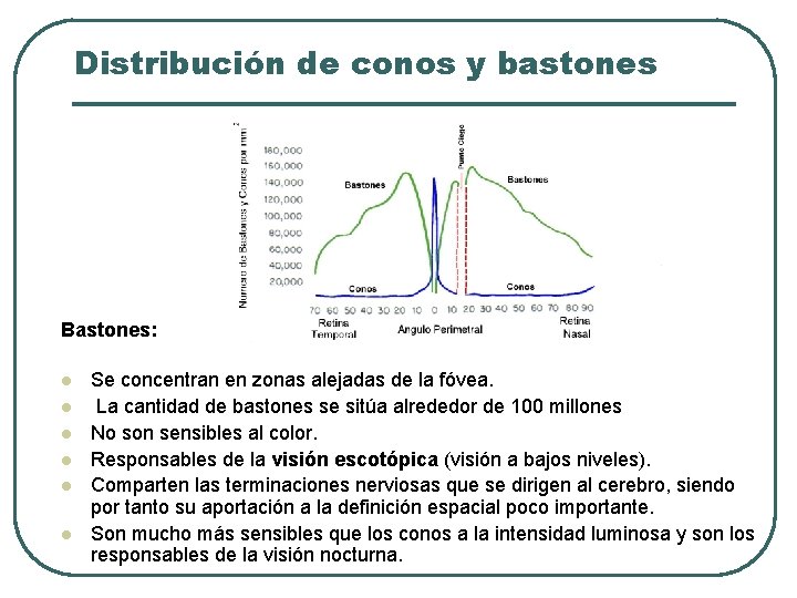 Distribución de conos y bastones Bastones: l l l Se concentran en zonas alejadas Distribución de conos y bastones Bastones: l l l Se concentran en zonas alejadas