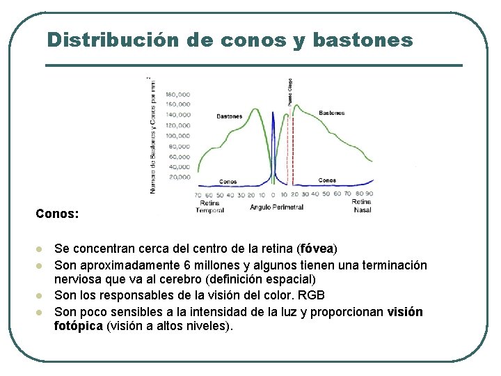Distribución de conos y bastones Conos: l l Se concentran cerca del centro de Distribución de conos y bastones Conos: l l Se concentran cerca del centro de
