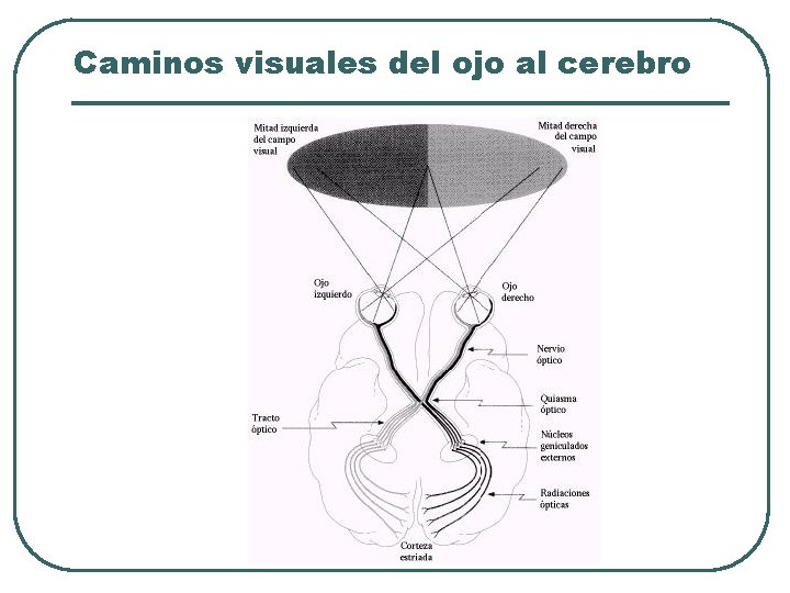 Caminos visuales del ojo al cerebro Caminos visuales del ojo al cerebro