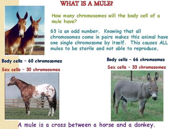 WHAT IS A MULE? How many chromosomes will the body cell of a mule