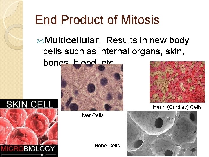 End Product of Mitosis Multicellular: Results in new body cells such as internal organs,