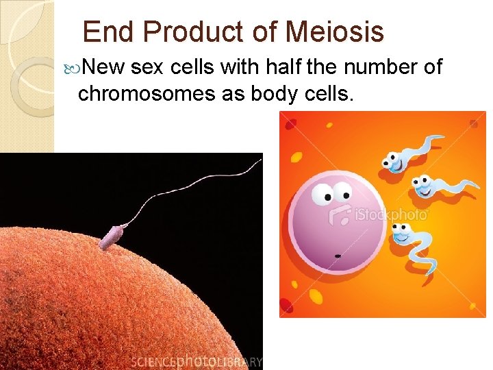 End Product of Meiosis New sex cells with half the number of chromosomes as