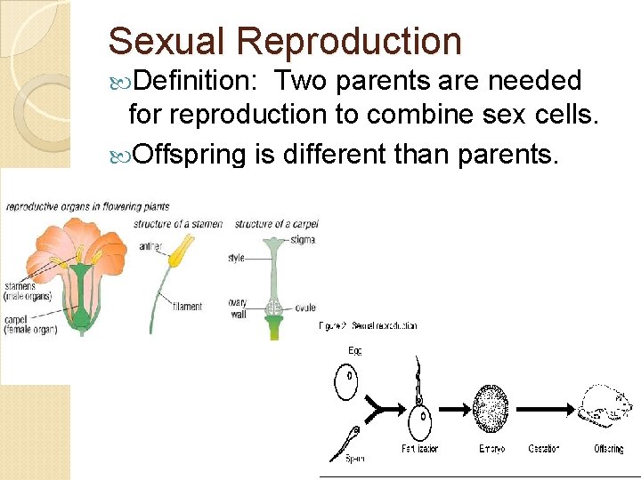 Sexual Reproduction Definition: Two parents are needed for reproduction to combine sex cells. Offspring