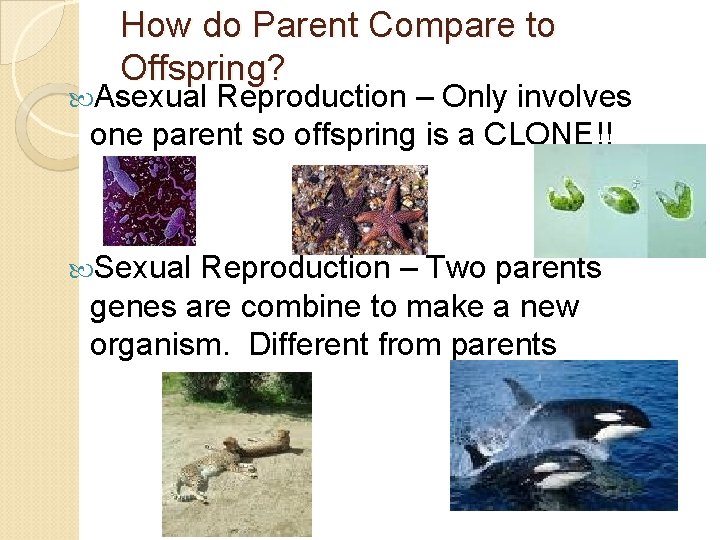 How do Parent Compare to Offspring? Asexual Reproduction – Only involves one parent so