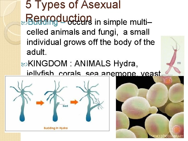 5 Types of Asexual Reproduction Budding – occurs in simple multi– celled animals and