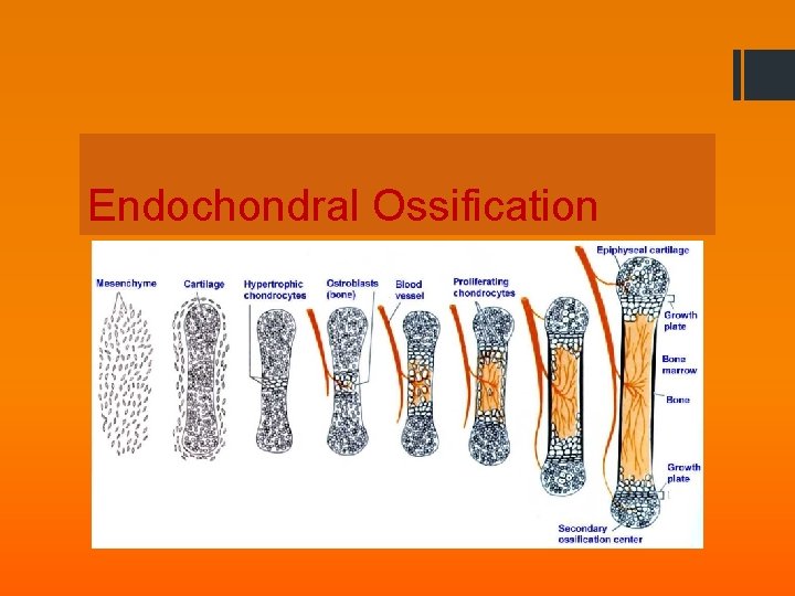 Endochondral Ossification 
