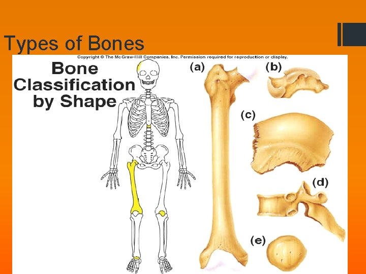 Types of Bones 