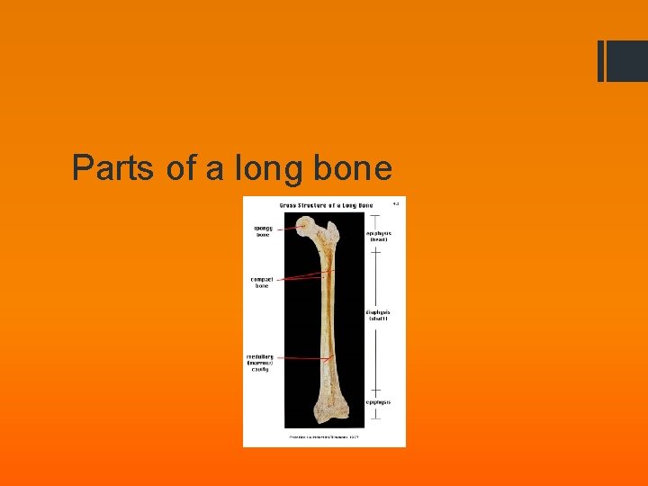 Parts of a long bone 