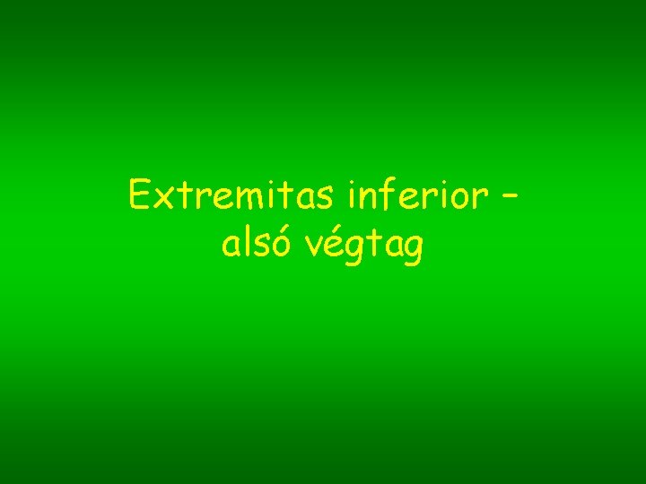 Extremitas inferior – alsó végtag 