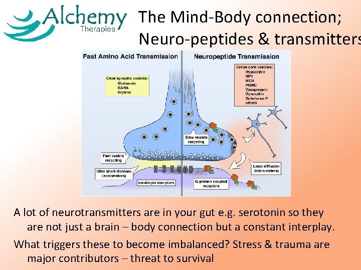 The Mind-Body connection; Neuro-peptides & transmitters A lot of neurotransmitters are in your gut The Mind-Body connection; Neuro-peptides & transmitters A lot of neurotransmitters are in your gut