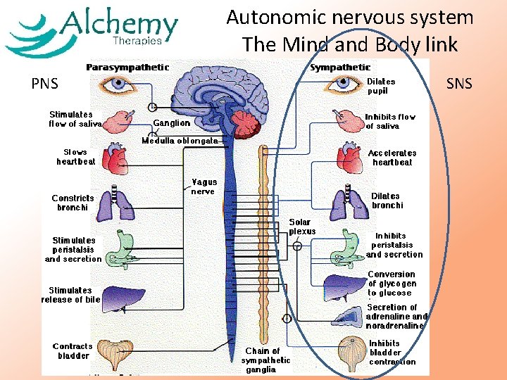 Autonomic nervous system The Mind and Body link PNS SNS Autonomic nervous system The Mind and Body link PNS SNS