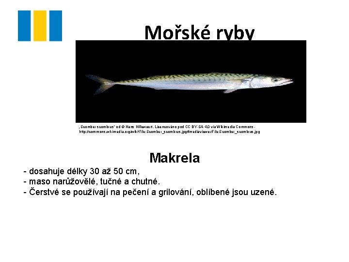 Mořské ryby „Scomber scombrus“ od © Hans Hillewaert. Licencováno pod CC BY-SA 4. 0 Mořské ryby „Scomber scombrus“ od © Hans Hillewaert. Licencováno pod CC BY-SA 4. 0