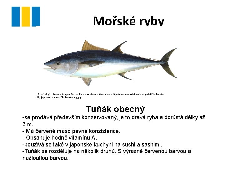 Mořské ryby „Bluefin-big“. Licencováno pod Volné dílo via Wikimedia Commons - http: //commons. wikimedia.