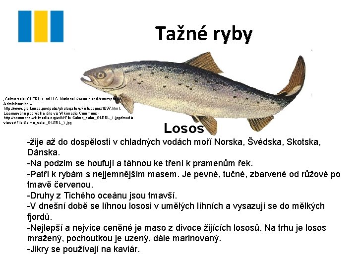 Tažné ryby „Salmo salar GLERL 1“ od U. S. National Oceanic and Atmospheric Administration