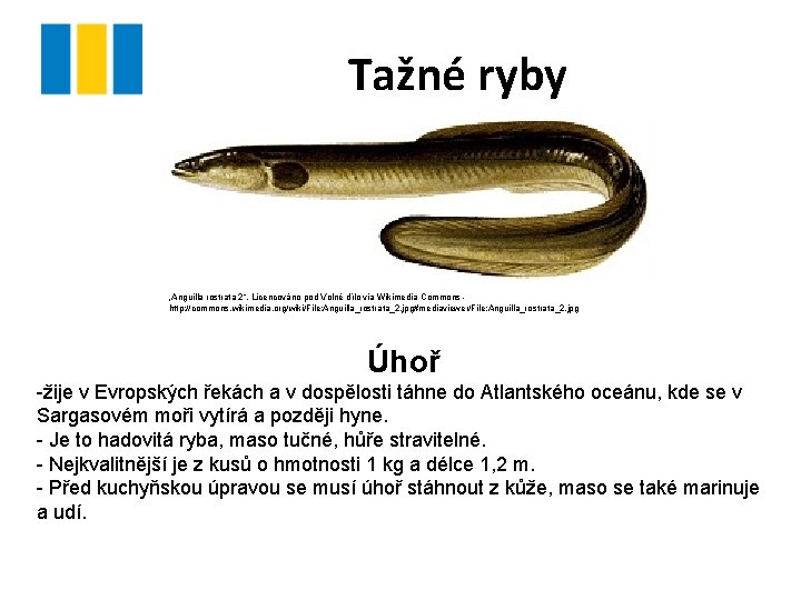 Tažné ryby „Anguilla rostrata 2“. Licencováno pod Volné dílo via Wikimedia Commons http: //commons. Tažné ryby „Anguilla rostrata 2“. Licencováno pod Volné dílo via Wikimedia Commons http: //commons.