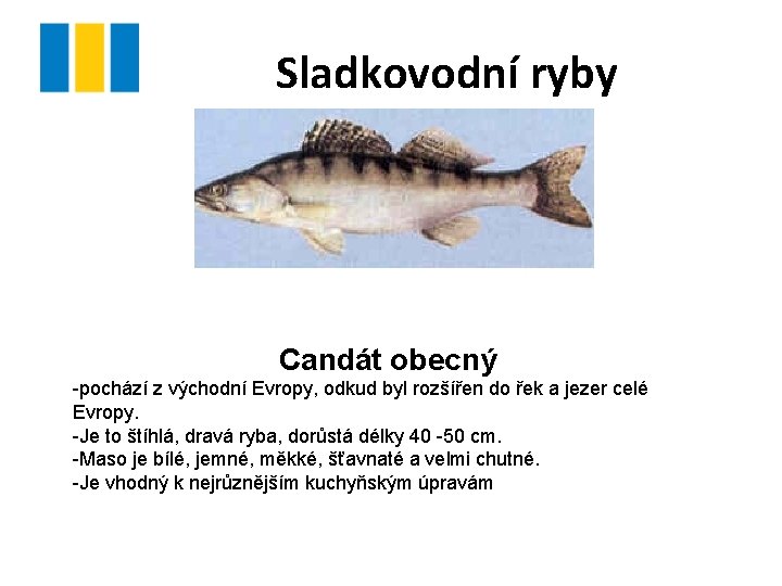 Sladkovodní ryby Candát obecný -pochází z východní Evropy, odkud byl rozšířen do řek a