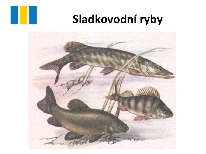 Sladkovodní ryby Sladkovodní ryby