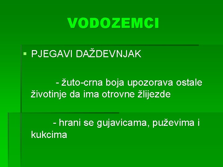 VODOZEMCI § PJEGAVI DAŽDEVNJAK - žuto-crna boja upozorava ostale životinje da ima otrovne žlijezde