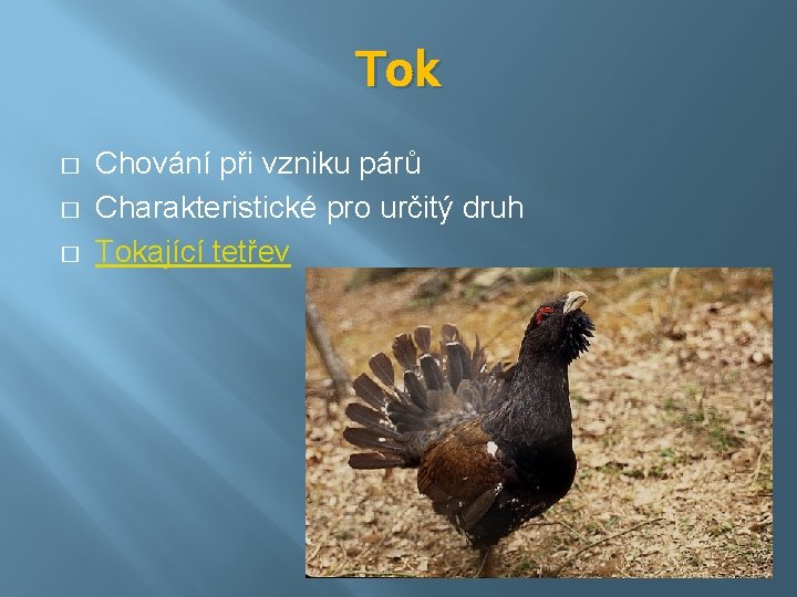 Tok � � � Chování při vzniku párů Charakteristické pro určitý druh Tokající tetřev