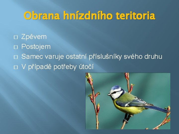 Obrana hnízdního teritoria � � Zpěvem Postojem Samec varuje ostatní příslušníky svého druhu V