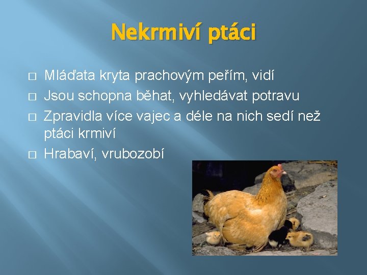 Nekrmiví ptáci � � Mláďata kryta prachovým peřím, vidí Jsou schopna běhat, vyhledávat potravu