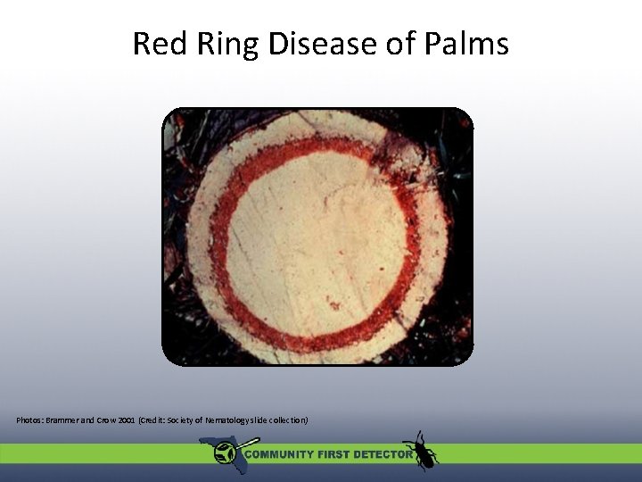 Red Ring Disease of Palms Photos: Brammer and Crow 2001 (Credit: Society of Nematology