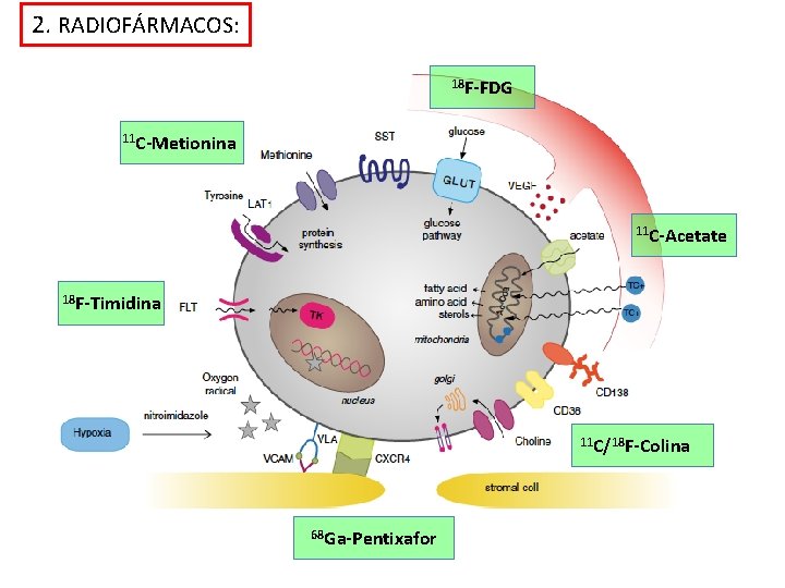 2. RADIOFÁRMACOS: 18 F-FDG 11 C-Metionina 11 C-Acetate 18 F-Timidina 11 C/18 F-Colina 68