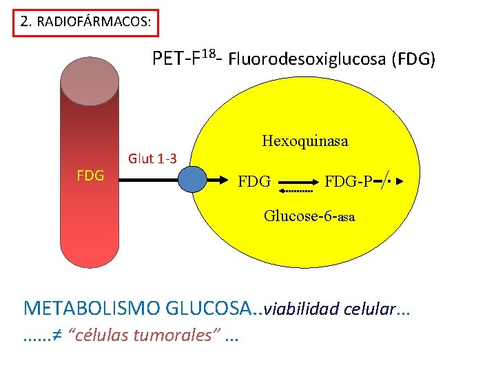 2. RADIOFÁRMACOS: PET-F 18 - Fluorodesoxiglucosa (FDG) FDG Glut 1 -3 Hexoquinasa FDG-P Glucose-6