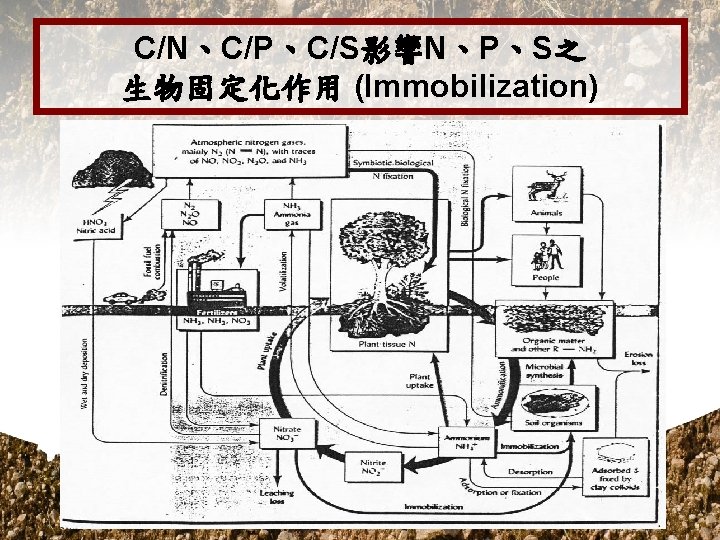 C/N、C/P、C/S影響N、P、S之 生物固定化作用 (Immobilization) 