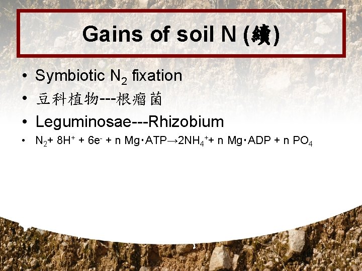 Gains of soil N (續) • Symbiotic N 2 fixation • 豆科植物---根瘤菌 • Leguminosae---Rhizobium