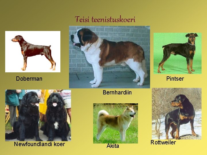 Teisi teenistuskoeri Doberman Pintser Bernhardiin Newfoundlandi koer Akita Rottweiler 