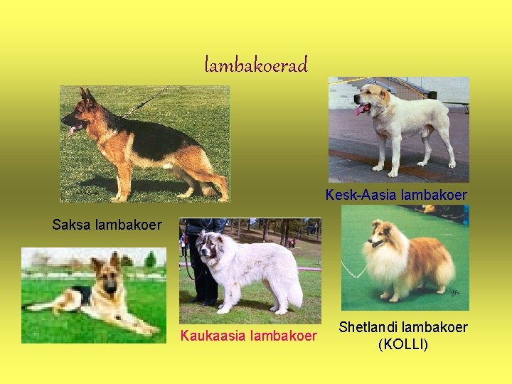 lambakoerad Kesk-Aasia lambakoer Saksa lambakoer Kaukaasia lambakoer Shetlandi lambakoer (KOLLI) 