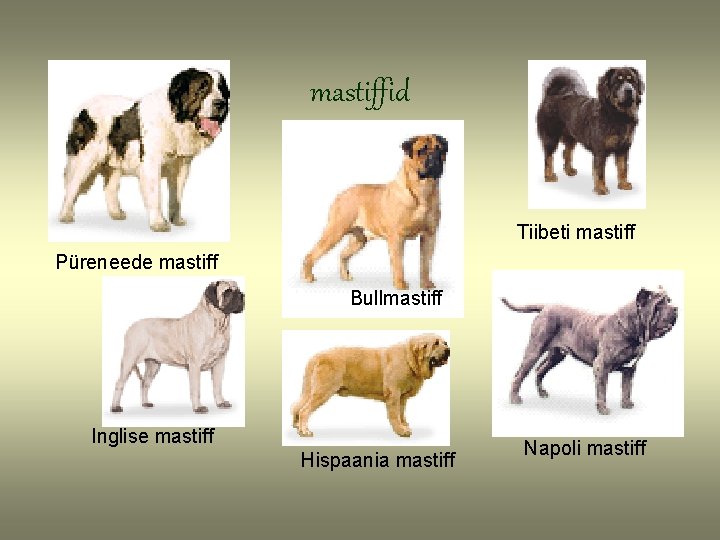 mastiffid Tiibeti mastiff Püreneede mastiff Bullmastiff Inglise mastiff Hispaania mastiff Napoli mastiff 