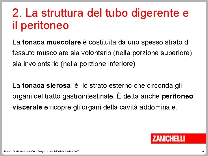 2. La struttura del tubo digerente e il peritoneo La tonaca muscolare è costituita