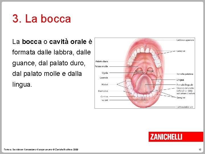 3. La bocca o cavità orale è formata dalle labbra, dalle guance, dal palato