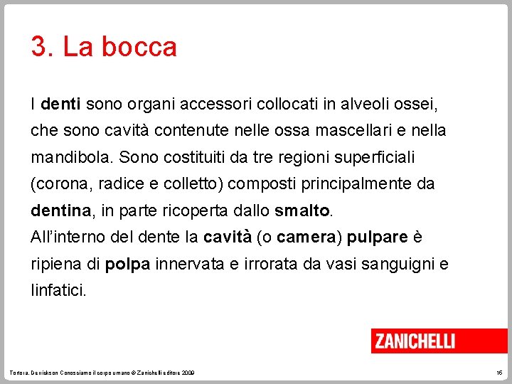 3. La bocca I denti sono organi accessori collocati in alveoli ossei, che sono