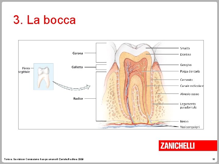 3. La bocca Tortora, Derrickson Conosciamo il corpo umano © Zanichelli editore 2009 16