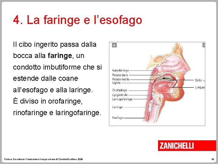 4. La faringe e l’esofago Il cibo ingerito passa dalla bocca alla faringe, un