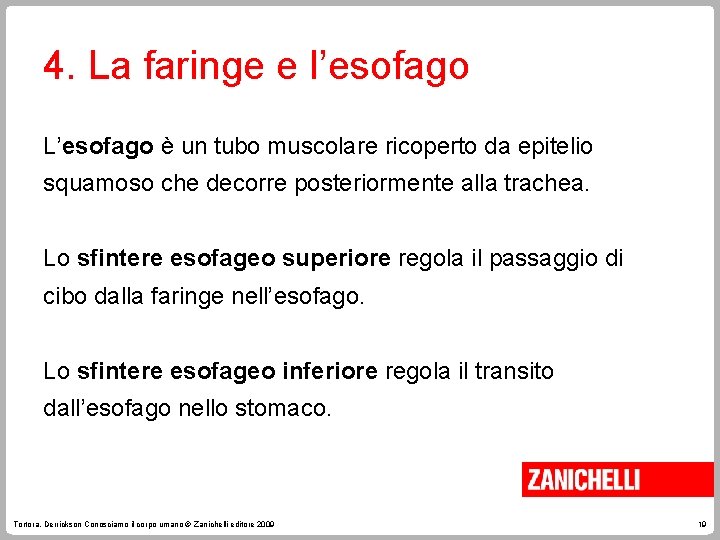 4. La faringe e l’esofago L’esofago è un tubo muscolare ricoperto da epitelio squamoso