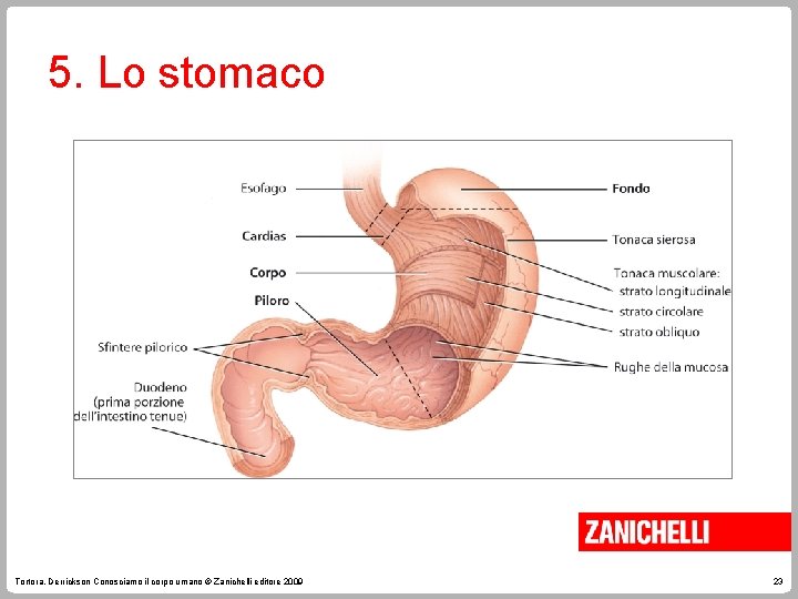 5. Lo stomaco Tortora, Derrickson Conosciamo il corpo umano © Zanichelli editore 2009 23