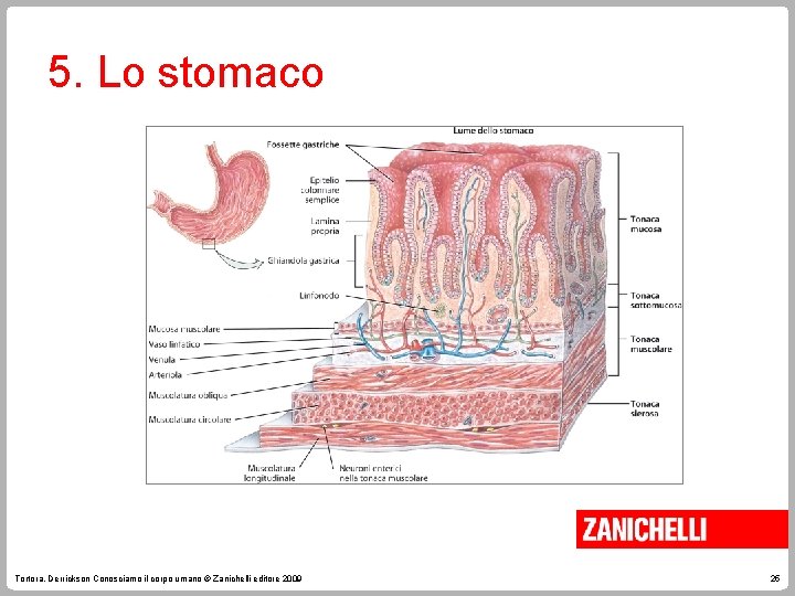 5. Lo stomaco Tortora, Derrickson Conosciamo il corpo umano © Zanichelli editore 2009 25