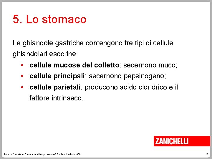 5. Lo stomaco Le ghiandole gastriche contengono tre tipi di cellule ghiandolari esocrine •