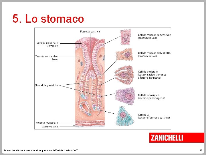 5. Lo stomaco Tortora, Derrickson Conosciamo il corpo umano © Zanichelli editore 2009 27