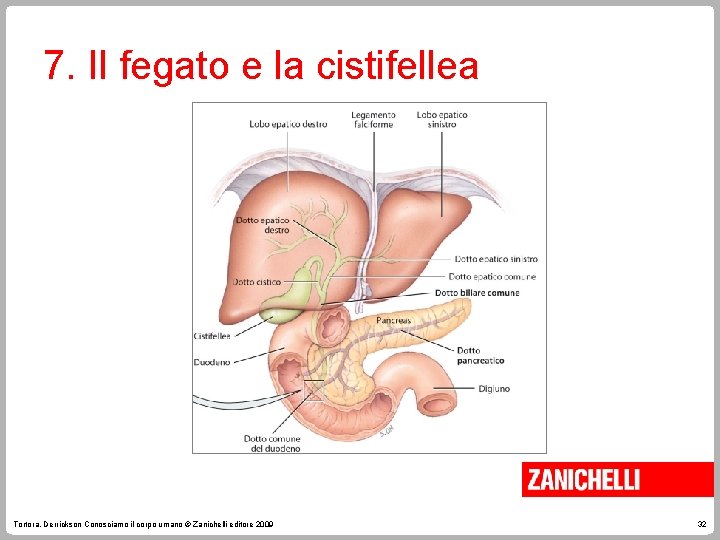 7. Il fegato e la cistifellea Tortora, Derrickson Conosciamo il corpo umano © Zanichelli